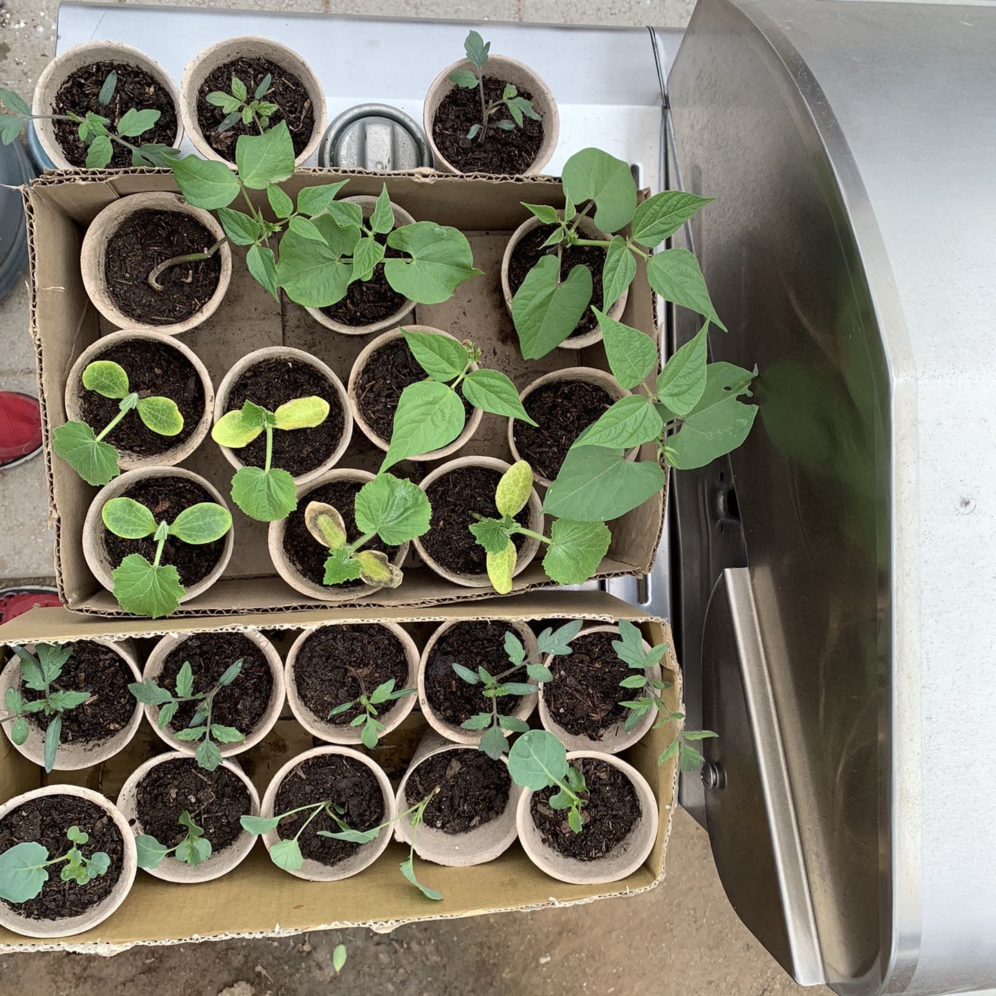 Vegetable Starter Plants (Tomatoes, Broccoli, Green Beans, Yellow Squash)
