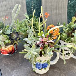 Small Succulent & Cacti Plant Arrangements X4