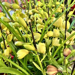 Many Colors  Cymbidium Orchids Lan Đất Mới Về