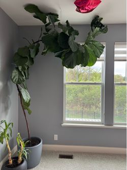 Fiddle-Leaf Fig