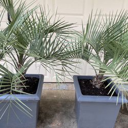 Poted Pindo Palms