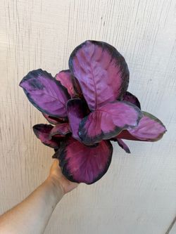 6” calathea roseopicta