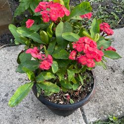 Corona De Cristo Flor Grande 