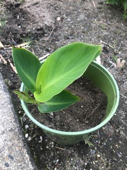 Canna Plant