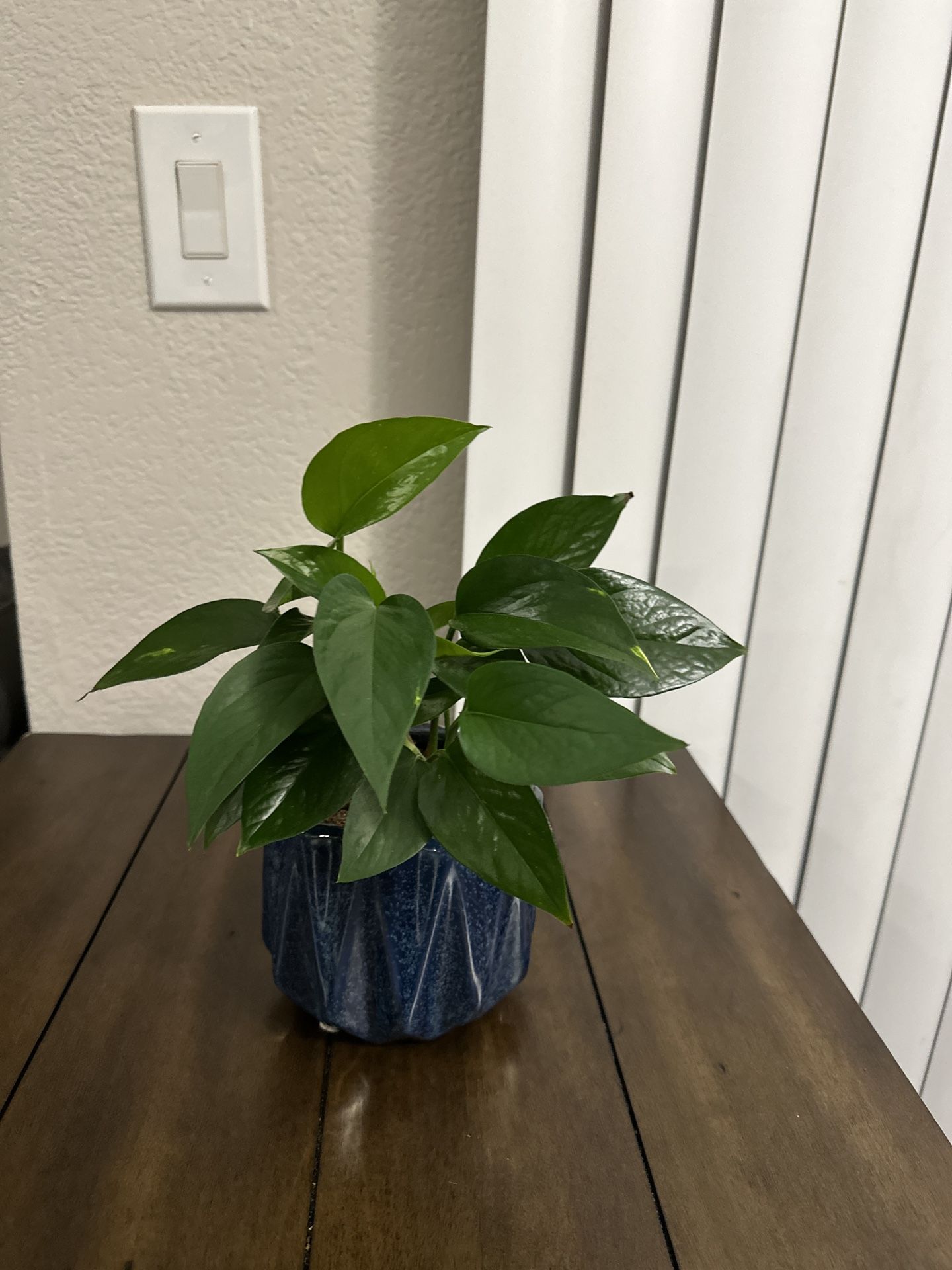 Pothos Plant