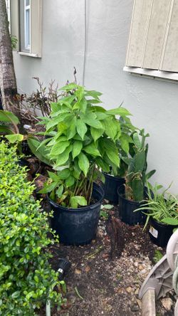 Plantas 🪴