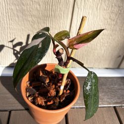 Philodendron Pink Princess **POT INCLUDED**