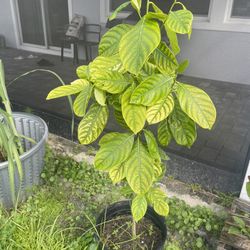 Jackfruit Plant 
