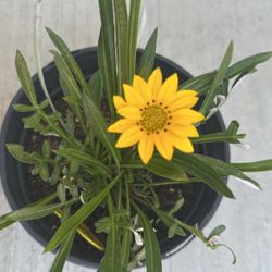 Gazania 