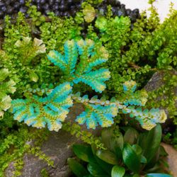 Selaginella uncinata (peacock Moss)