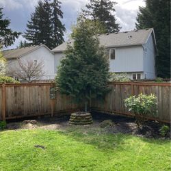 Landscapers Tree