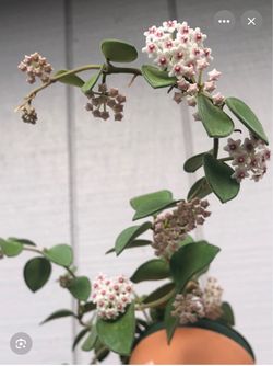 4” Hoya nummularoides soon to bloom ( first pic is example )