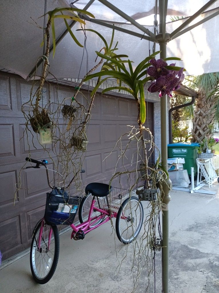 Vanda Orchids Various Prices $10, $15, $20