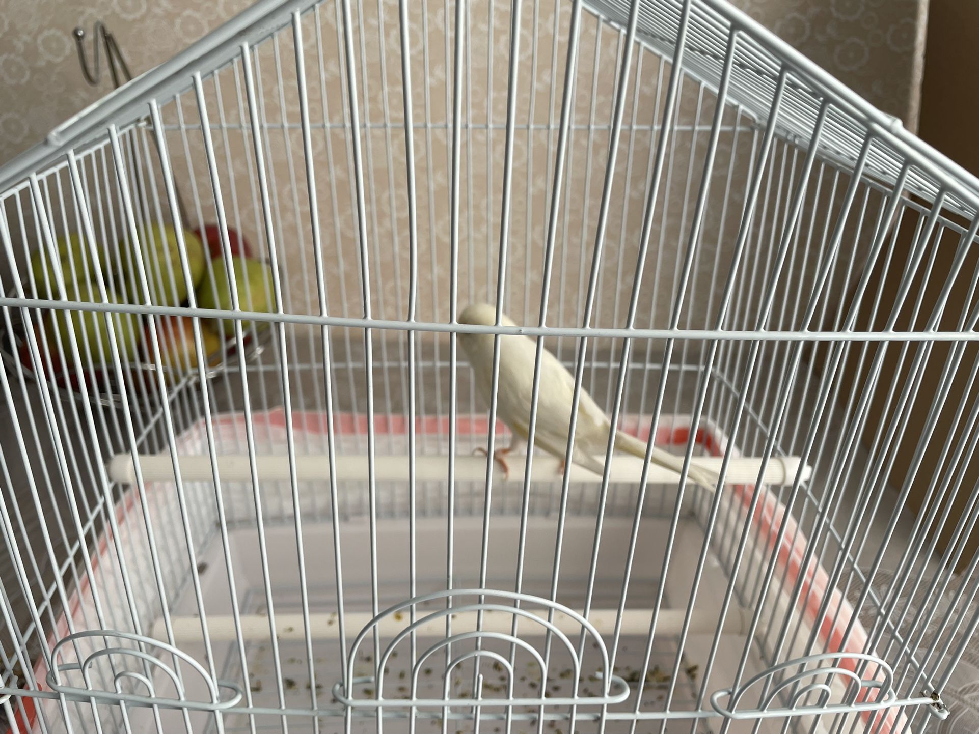 Canary Singing Bird