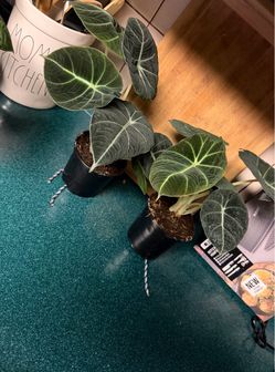 Alocasia Black Velvet Live Potted Plants