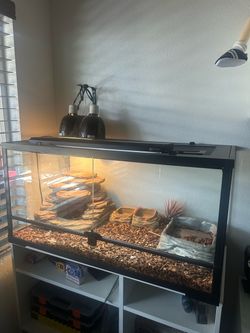 Large Reptile Terrarium for bearded dragon or other