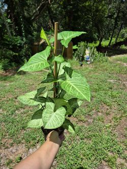 Syngonium podophyllum Arrowhead plant