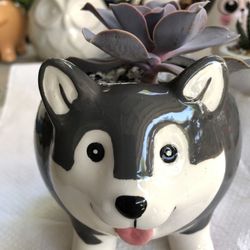 Succulent Dog Pots 