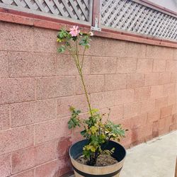 Live Pink Rose Plant in Large Pot