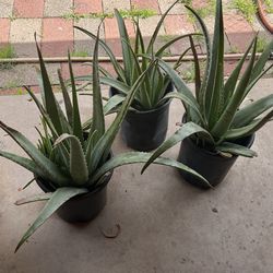HOMEGROWN ALOE VERA PLANTS