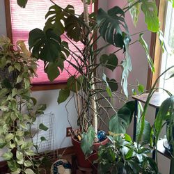 Monsterra Plant