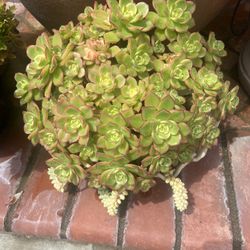 Succulent Plants In A Seashell Pot $20