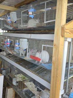 Jaulas Y Comederos para Conejos
