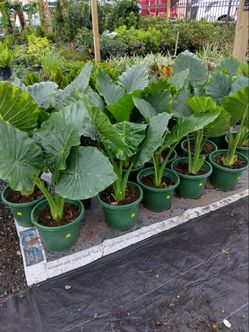 Alocasias...Elefant  horeja🌺🌹🌶️