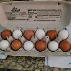 Free Range Organic Eggs