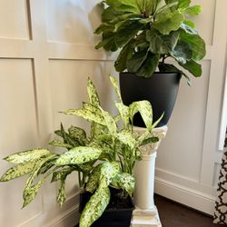 TWO Live Thriving Plants in Pots - Indoor or Outdoor