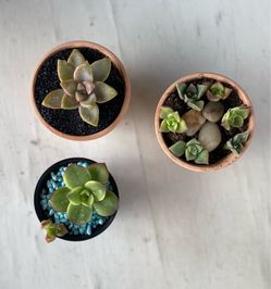 Mini Succulent starters- $5 or less!