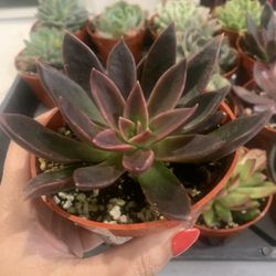 Succulent Echevería Black Prince In 4” Pot