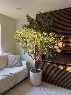 Olive tree