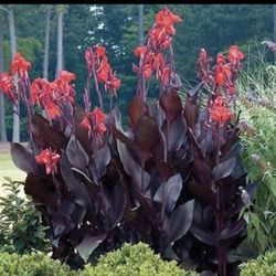 Canna Australis Starters