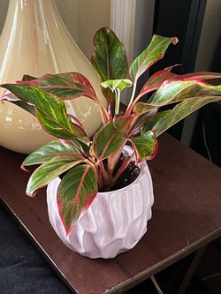 Aglaonema Red Chinese Evergreen in White Pot