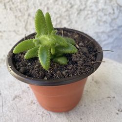 3 Inch Pot Succulent Plant - Delosperma Echinatum - Pickle Plant - Rooted & Established - Drought Resistant 🪴