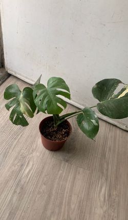 Monstera Thai constellation