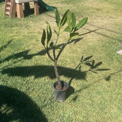 Plumeria