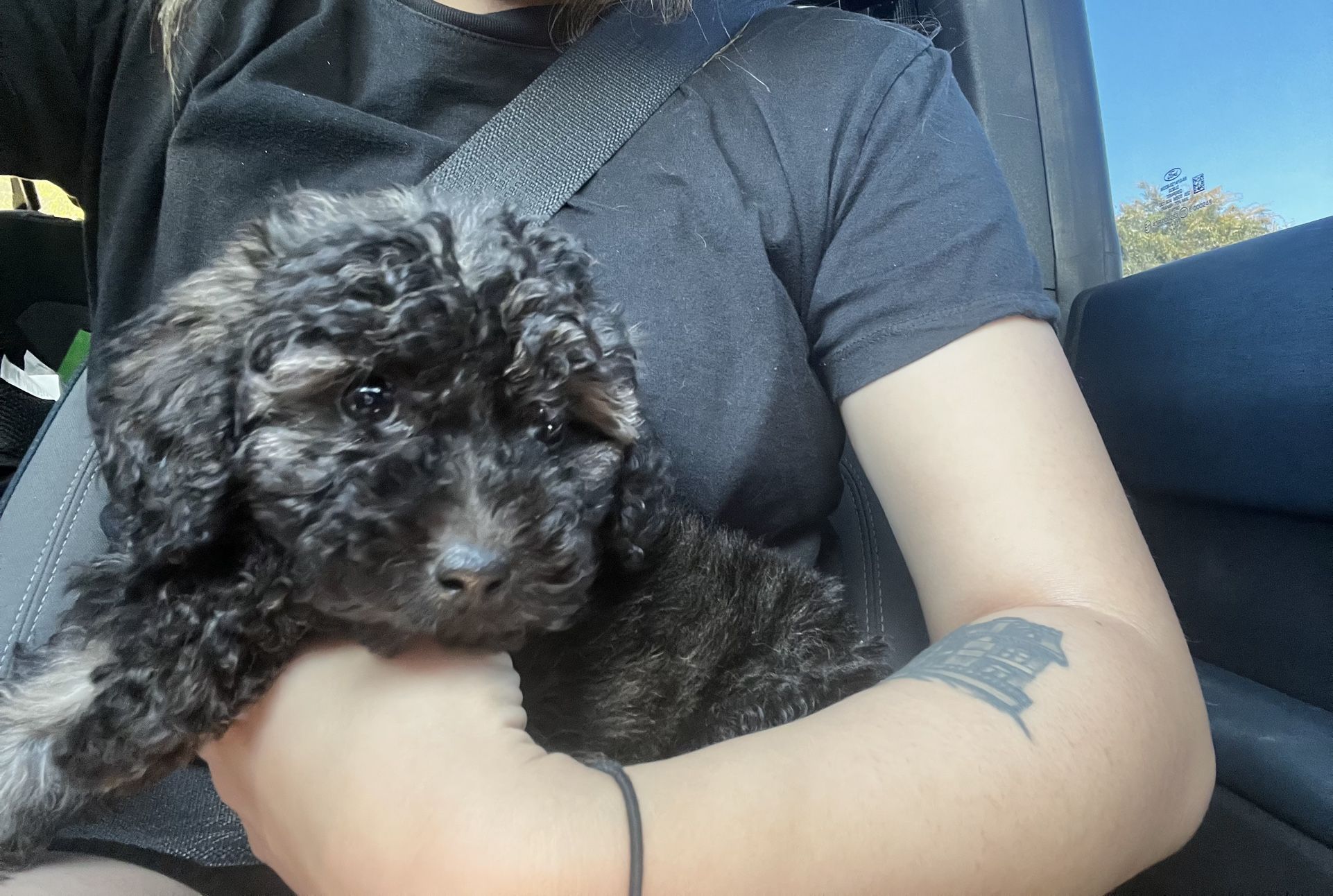 Miniature Poodle Puppy
