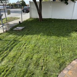 Sod Fescue