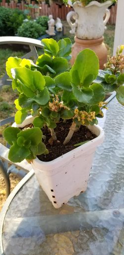Suculent plant