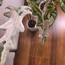 Alocasia Nobilis Pink Corms