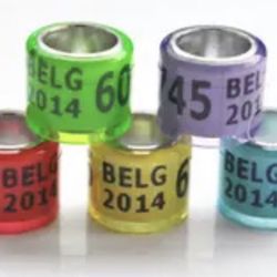 Green rings for birds