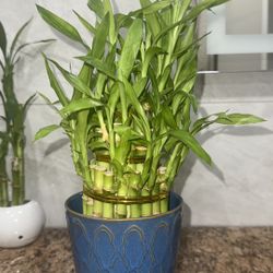 Beautiful  Plant 🌱  Plantas Bamboo 