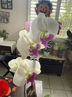 White orchid with Pothos