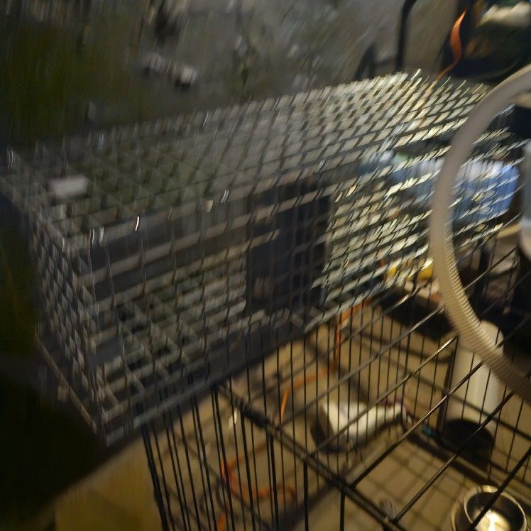 Cat Trap
