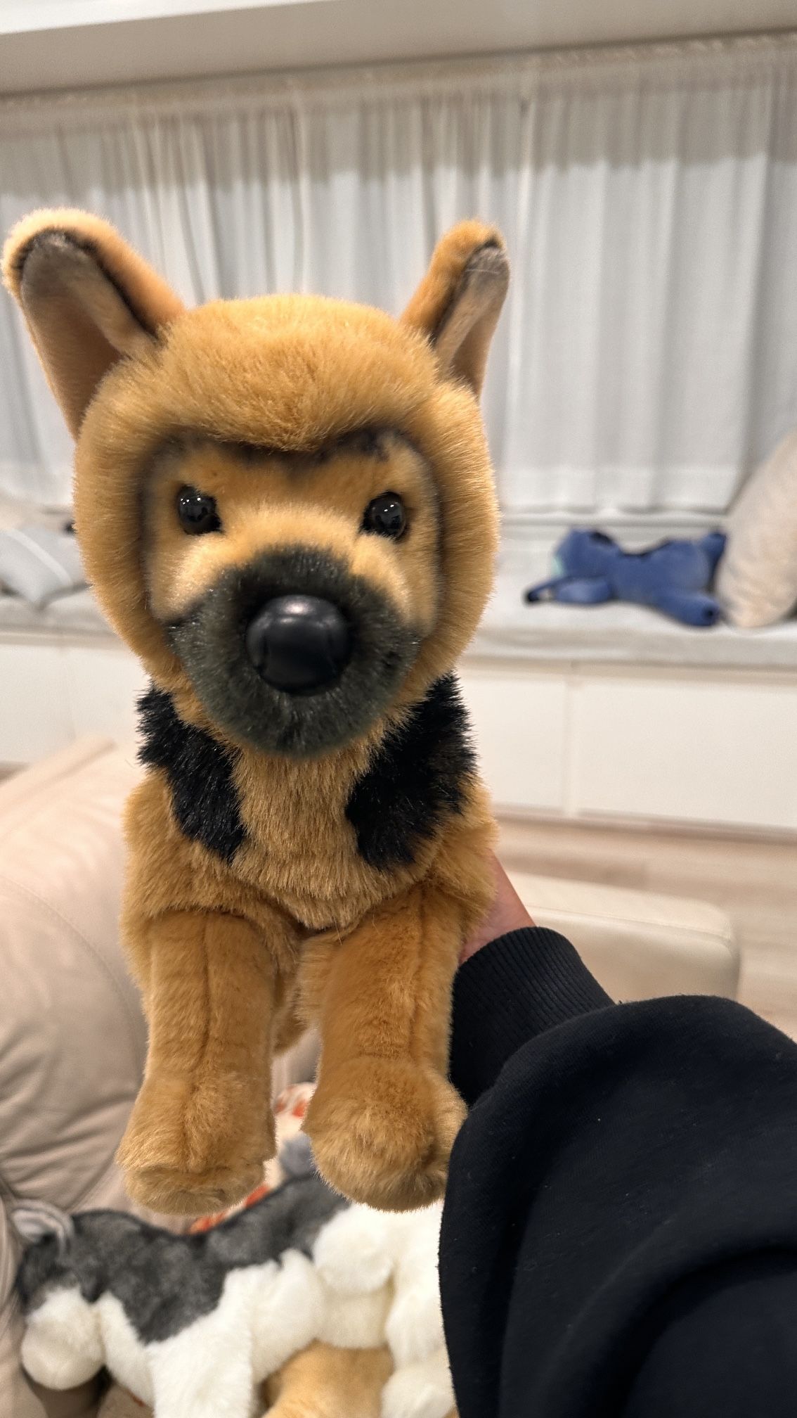 Douglas Dog German Shepherd