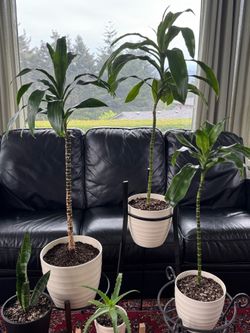 BEAUTIFUL AND VERY HEALTHY PLANTS! WILLING TO DELIVER!!