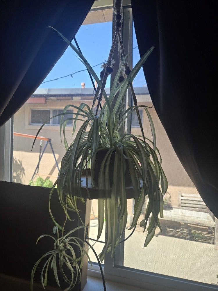 Plant 