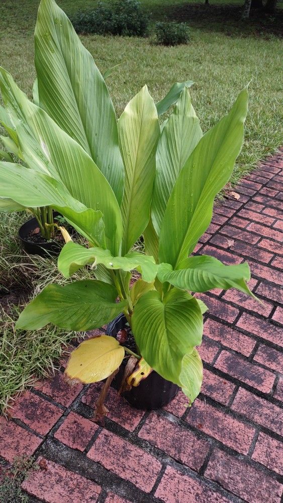 Ornamental (?) Ginger Plants - Small To Medium Size